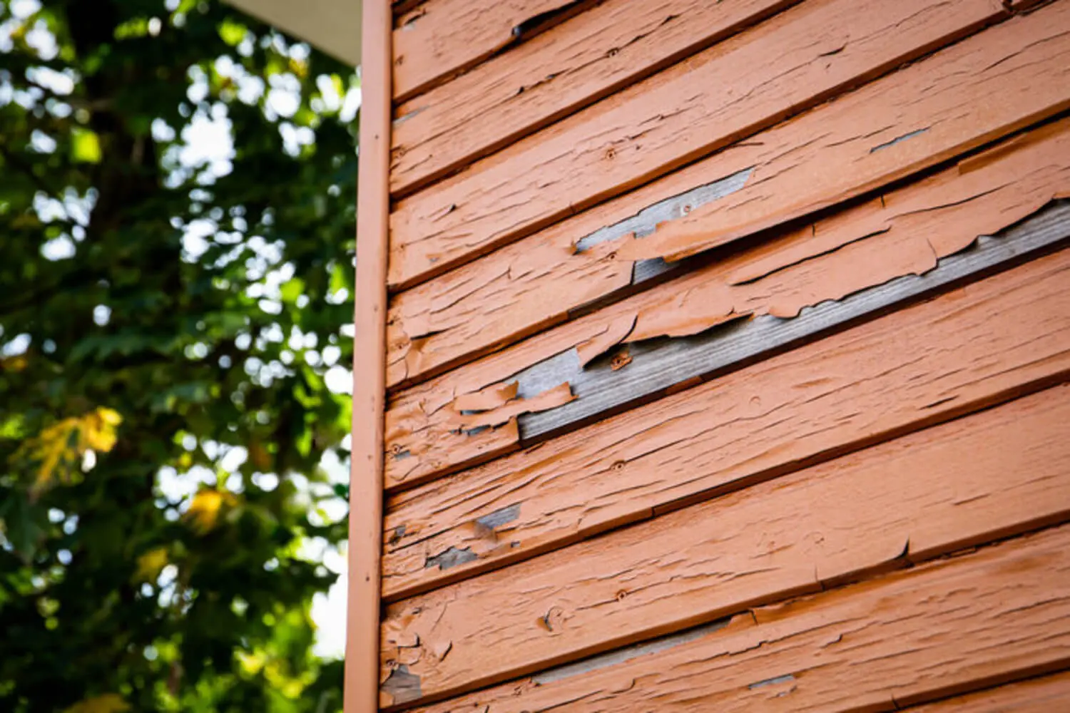 Peeling paint on wood siding showing how to tell when exterior paint is starting to fail.